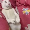 catbackedup