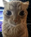 Thousand Yard Stare