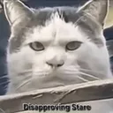 Disapproving Stare Cat