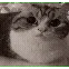 cat blow