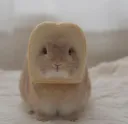 Toast bunny