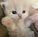 cat hug (.gg/egirly)
