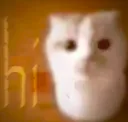 cat hi