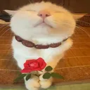 RoseCat