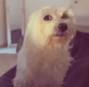 dog tilt