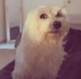 dog tilt