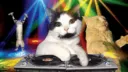 Cat DJ 