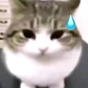 shy