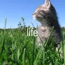 life