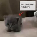 violent kitty