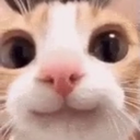 Smiley cat