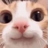 Smiley cat