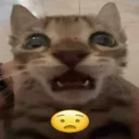 Cat surprised