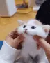 Cute cat squish .gg/hookup