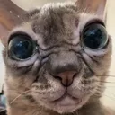 Gumbus