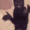 cat clap
