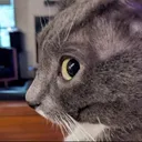 cat side eye