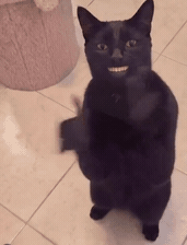 cat clapping yours