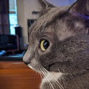 cat side eye numb