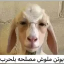 بوتن ملوش مصلحة