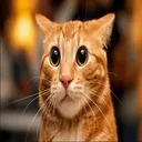 cat v2