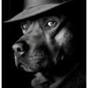 dogsideeye