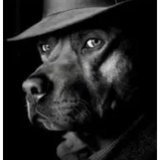 dogsideeye