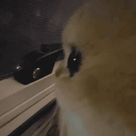 gif_sticker_1793447086182