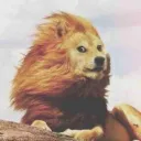 Simba Doge