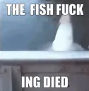 fish died