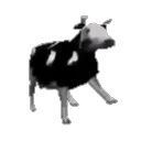 polish cow