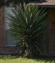 Spikey Tree