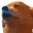 Dog Jam
