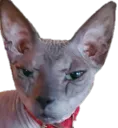 Bongus Mad
