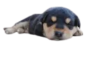 A Sleepy Puppy