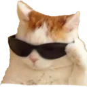 Cat don