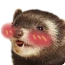 ferret blushing