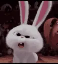 Huh? What? Confused bunny