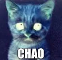 Gato Chao