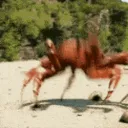 Crab Dance