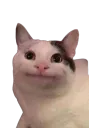 Cat smile