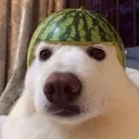 MelonBoi