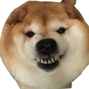 shibe angr