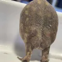 Thicc Frog