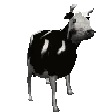 Polnish Cow