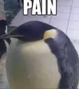 Painguin