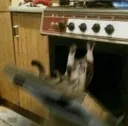 Oven Cat