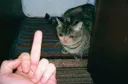 Cat Finger