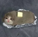 Potato Cat
