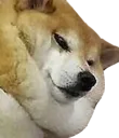 Chonky Dog
